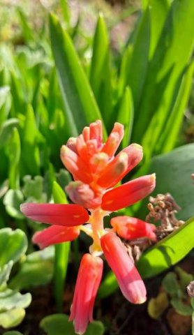 Lachenalia bulbifera less noticed parts